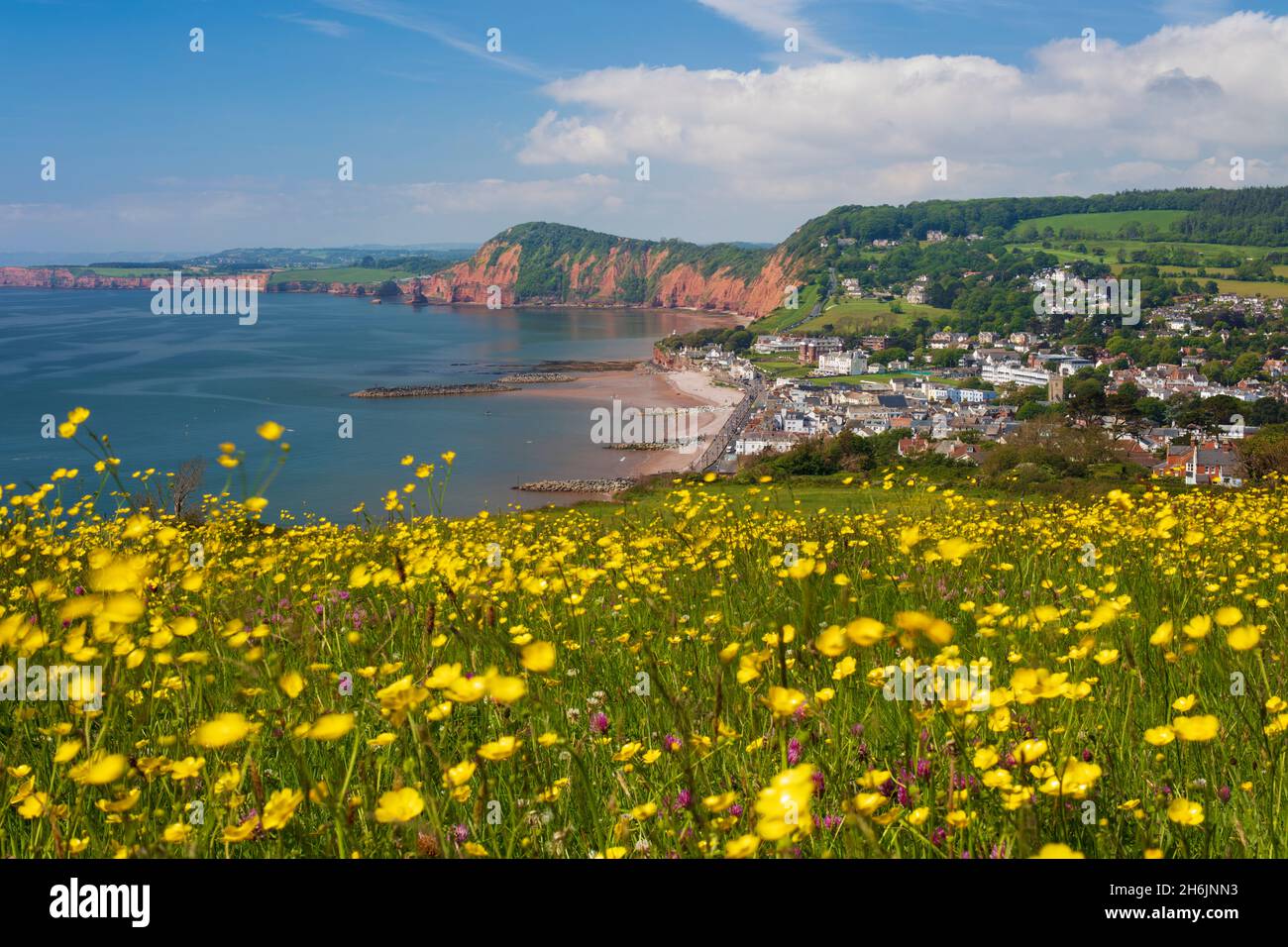 Sidmouth and red cliffs from Salcombe Hill with buttercups, Sidmouth, Jurassic Coast, UNESCO World Heritage Site, Devon, England, United Kingdom Stock Photo