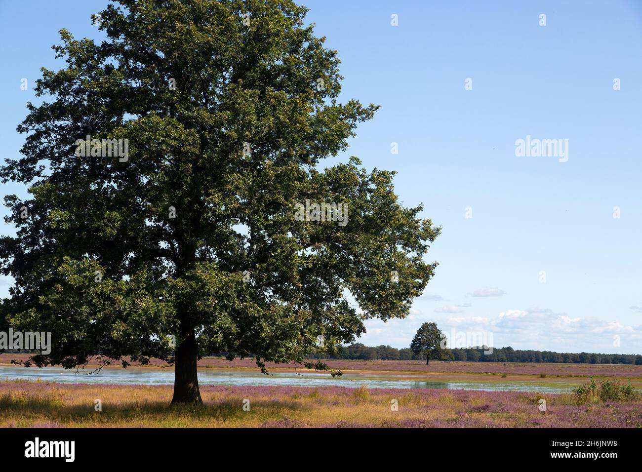 Solitary Common oak (Quercus robur) on heath of Dwingelderveld National Park; Drenthe, Netherlands Stock Photo