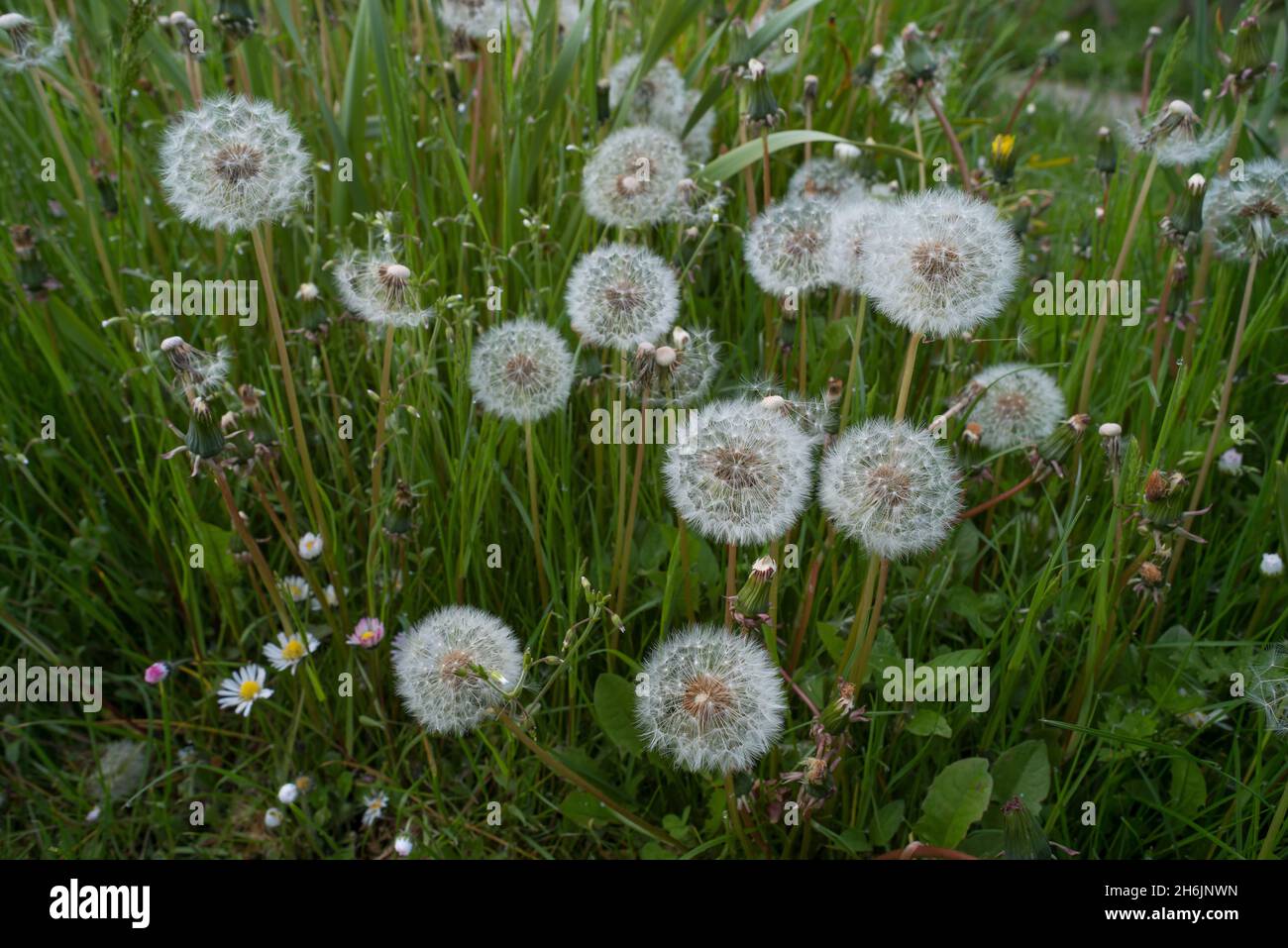 Common dandelion Taraxacum officinale seed heads are round balls of many silver-tufted fruits that disperse in the wind Stock Photo