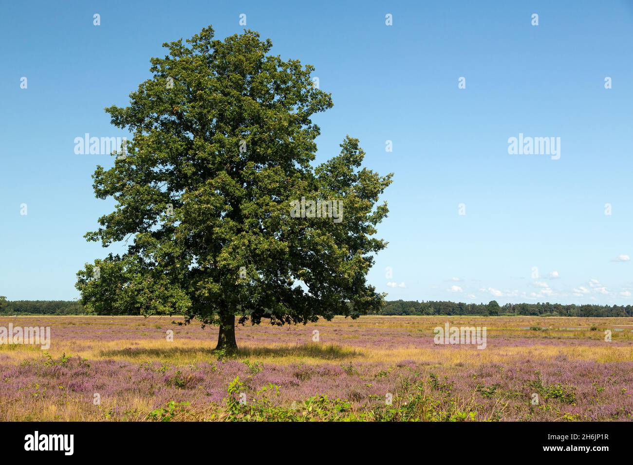 Solitary Common oak (Quercus robur) on heath of Dwingelderveld National Park; Drenthe, Netherlands Stock Photo