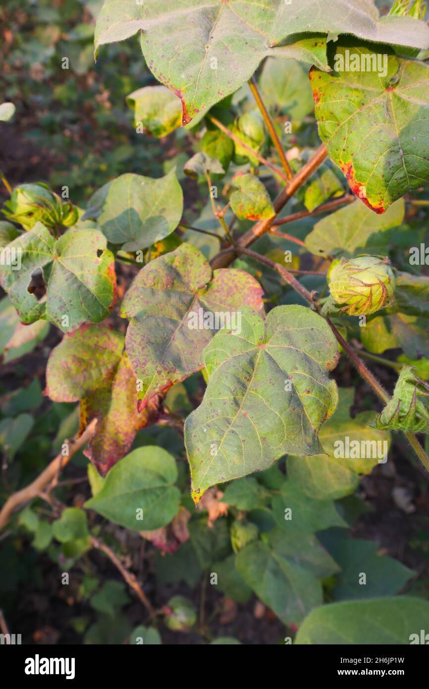 Cotton Tree With cotton For Medicine. Stock Photo
