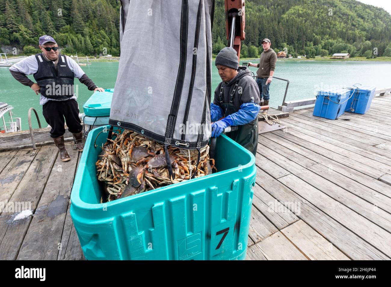 Crab fisherman unloading his catch near the Chilkat River, Haines, Southeast Alaska, United States of America, North America Stock Photo