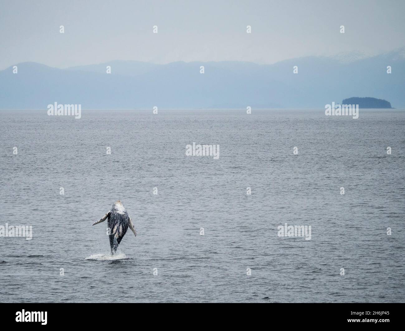 Young humpback whale (Megaptera novaeangliae, breaching in Frederick Sound, Southeast Alaska, United States of America, North America Stock Photo