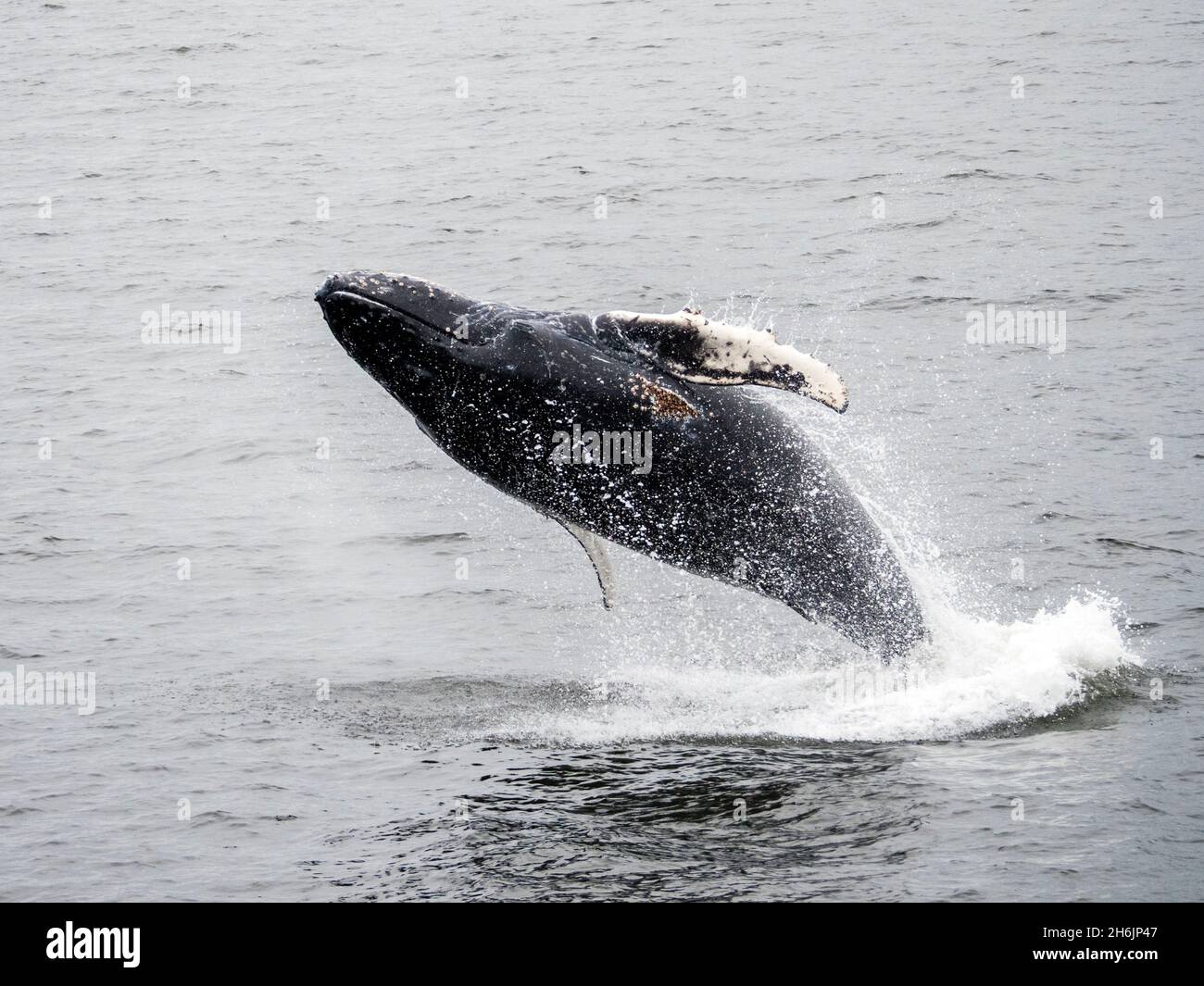 Young humpback whale (Megaptera novaeangliae, breaching in Frederick Sound, Southeast Alaska, United States of America, North America Stock Photo