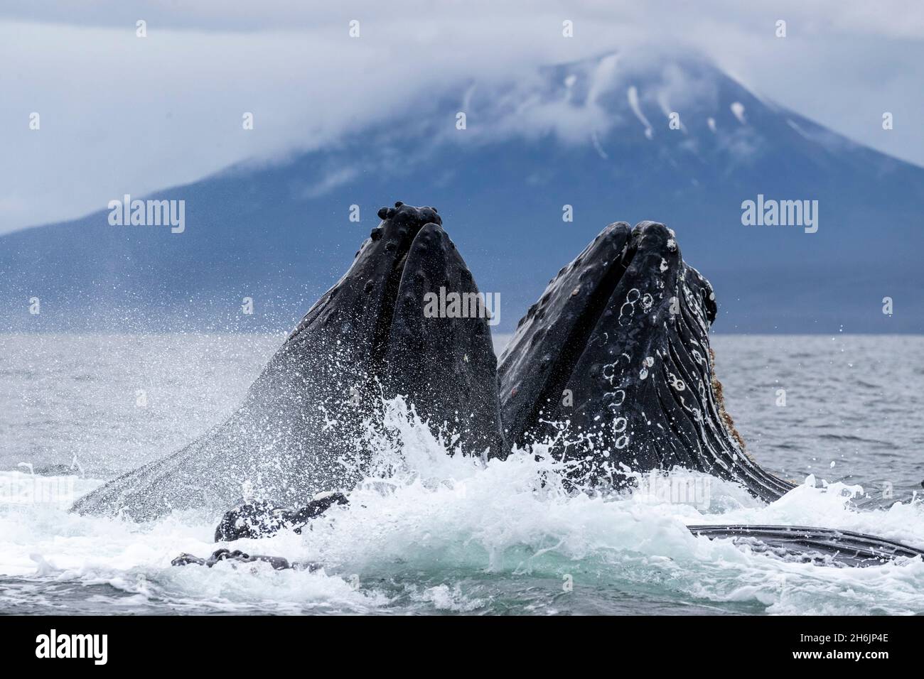 Adult humpback whales (Megaptera novaeangliae, bubble-net feeding in Sitka Sound, Southeast Alaska, United States of America, North America Stock Photo