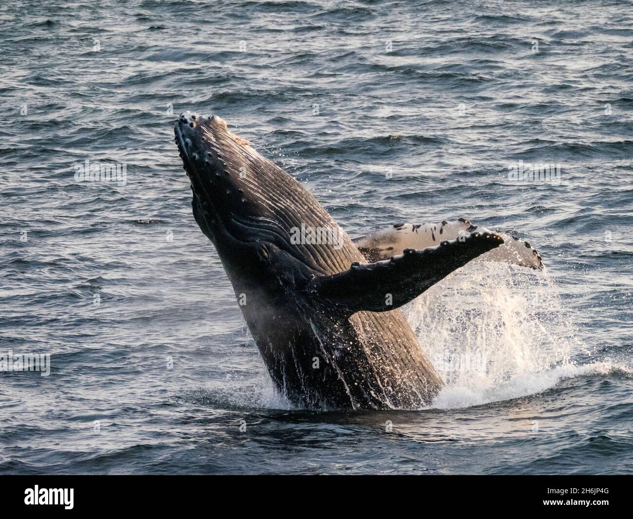 Young humpback whale (Megaptera novaeangliae, breaching at sunset in Peril Strait, Southeast Alaska, United States of America, North America Stock Photo