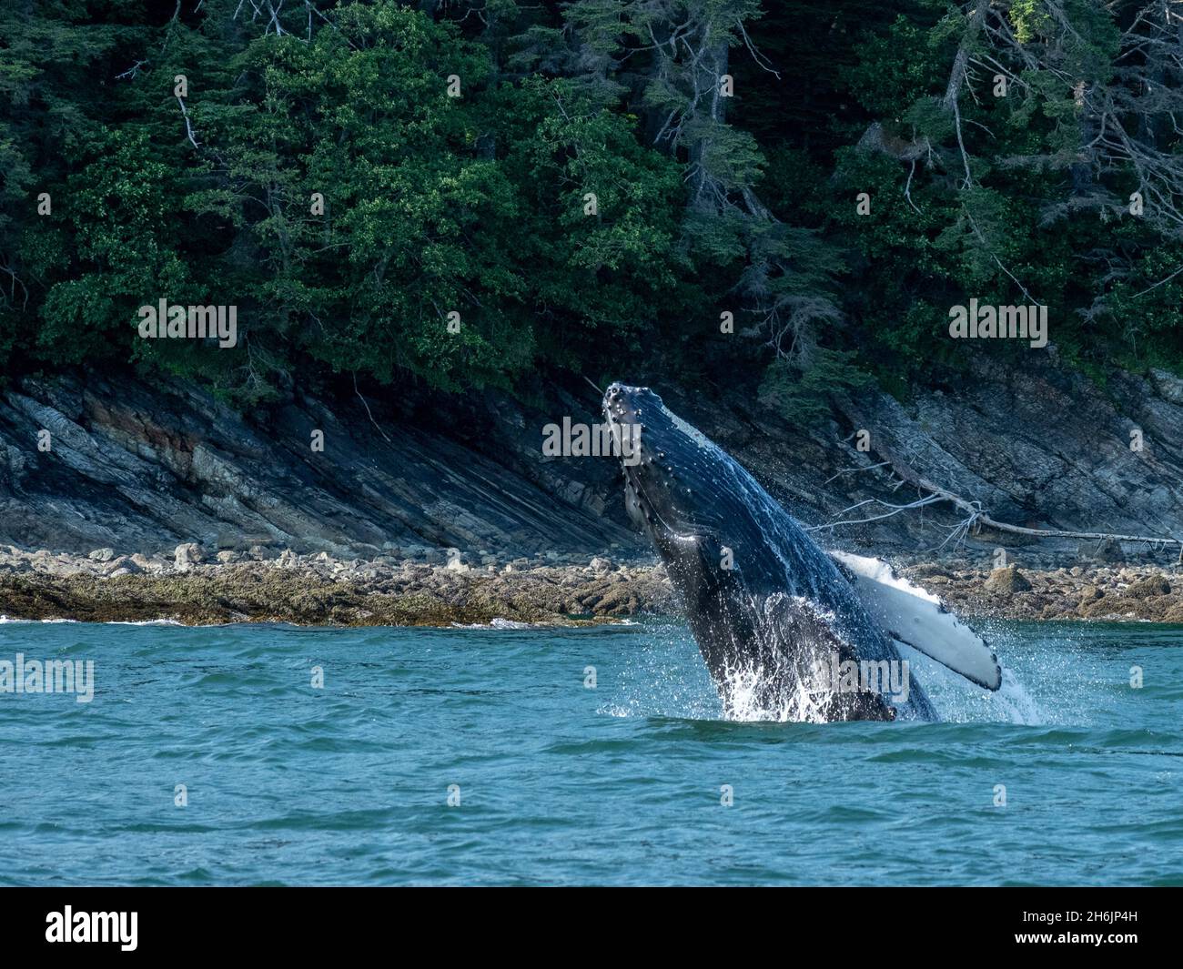 Young humpback whale (Megaptera novaeangliae, breaching near Lincoln Island, Southeast Alaska, United States of America, North America Stock Photo