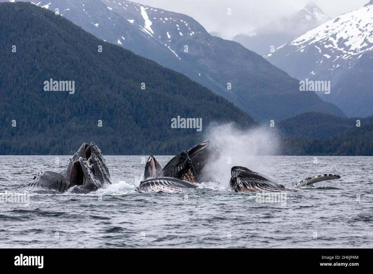Adult humpback whales (Megaptera novaeangliae, bubble-net feeding in Sitka Sound, Southeast Alaska, United States of America, North America Stock Photo