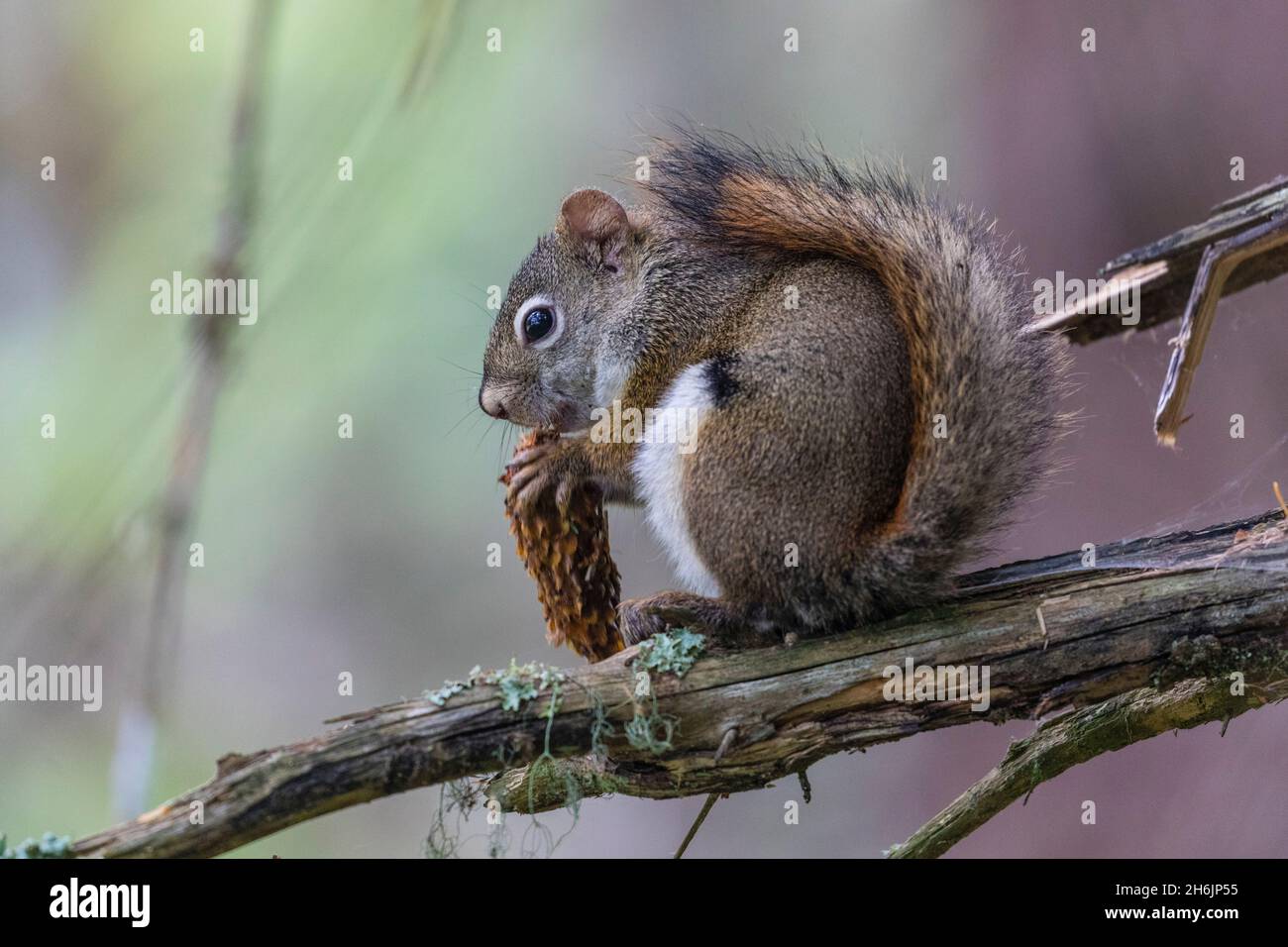 An adult American red squirrel (Tamiasciurus hudsonicus) near the Chilkat River, Haines, Southeast Alaska, United States of America, North America Stock Photo