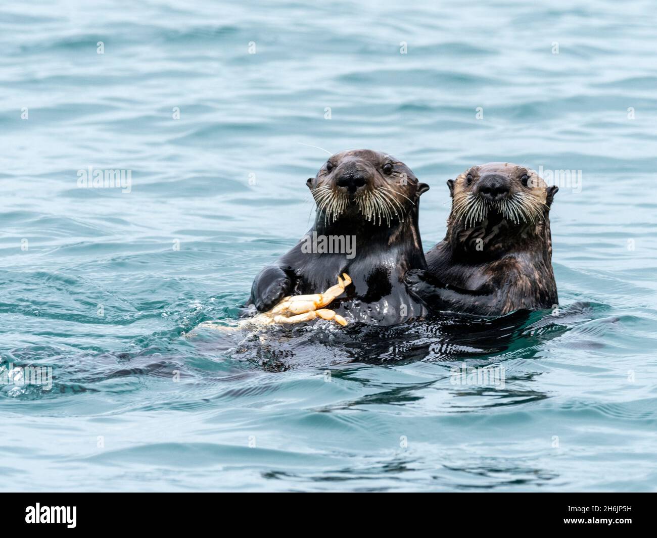A mother sea otter (Enhydra lutris) eating a Dungeness crab with her pup in the Inian Islands, Southeast Alaska, United States of America Stock Photo