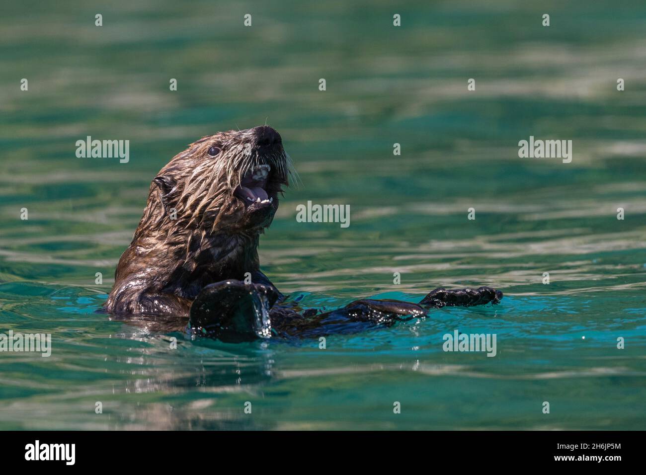 A young sea otter (Enhydra lutris, in the Inian Islands, Southeast Alaska, United States of America, North America Stock Photo