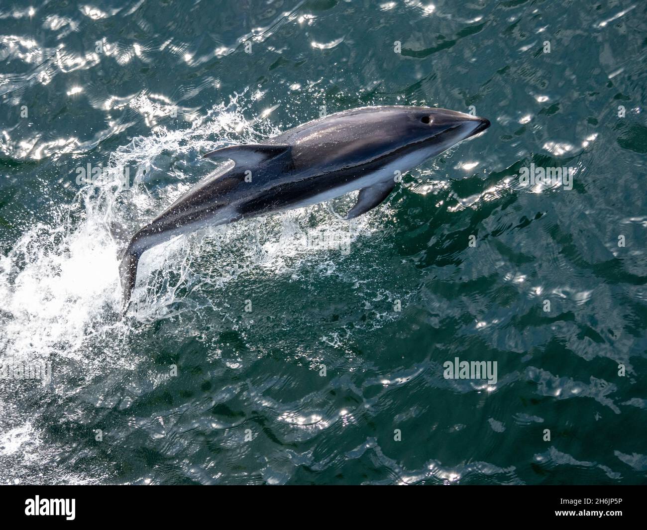 An adult Pacific white-sided dolphin (Sagmatias obliquidens, near Petersburg, Southeast Alaska, United States of America, North America Stock Photo