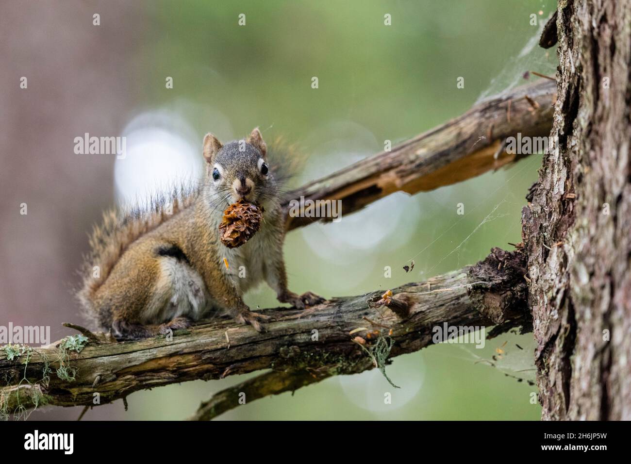 An adult American red squirrel (Tamiasciurus hudsonicus, near the Chilkat River, Haines, Southeast Alaska, United States of America, North America Stock Photo