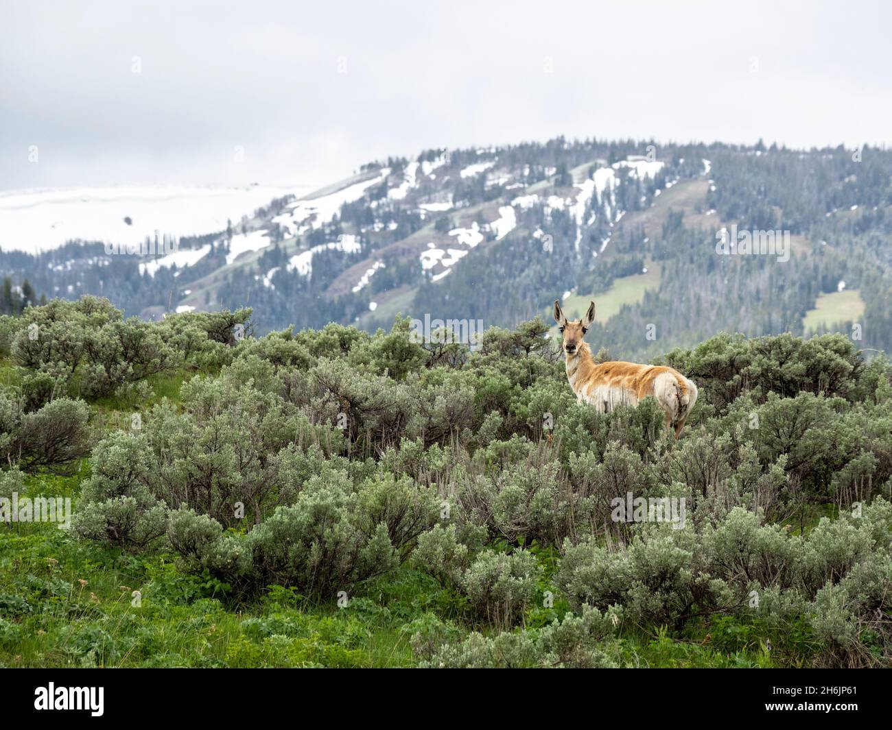 An adult pronghorn (Antilocapra americana, in sagebrush in Yellowstone National Park, UNESCO World Heritage Site, Wyoming, United States of America Stock Photo