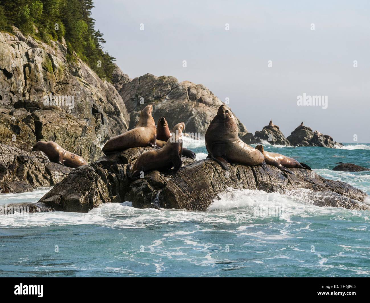 Steller sea lions (Eumetopias jubatus, hauled out at a rookery in the Inian Islands, Southeast Alaska, United States of America, North America Stock Photo