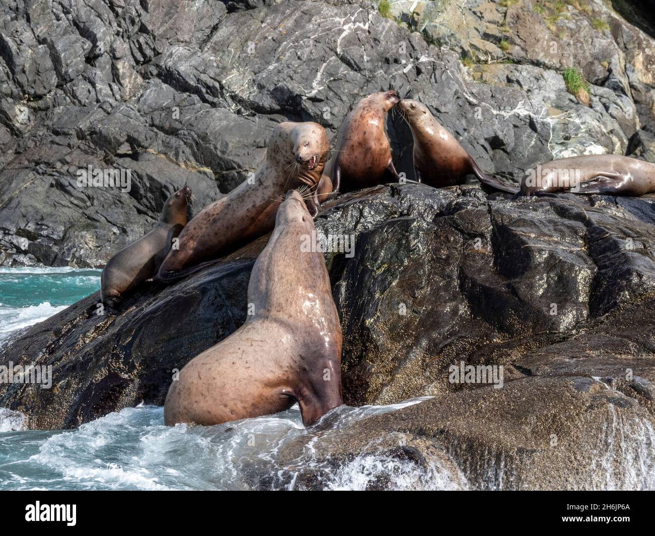 Steller sea lions (Eumetopias jubatus, mock fighting in the Inian Islands, Southeast Alaska, United States of America, North America Stock Photo