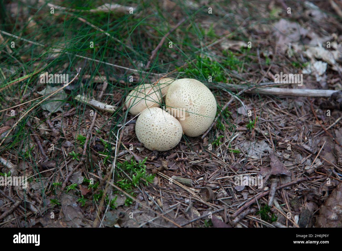 Four Common earthballs (Scleroderma citrinum) Stock Photo