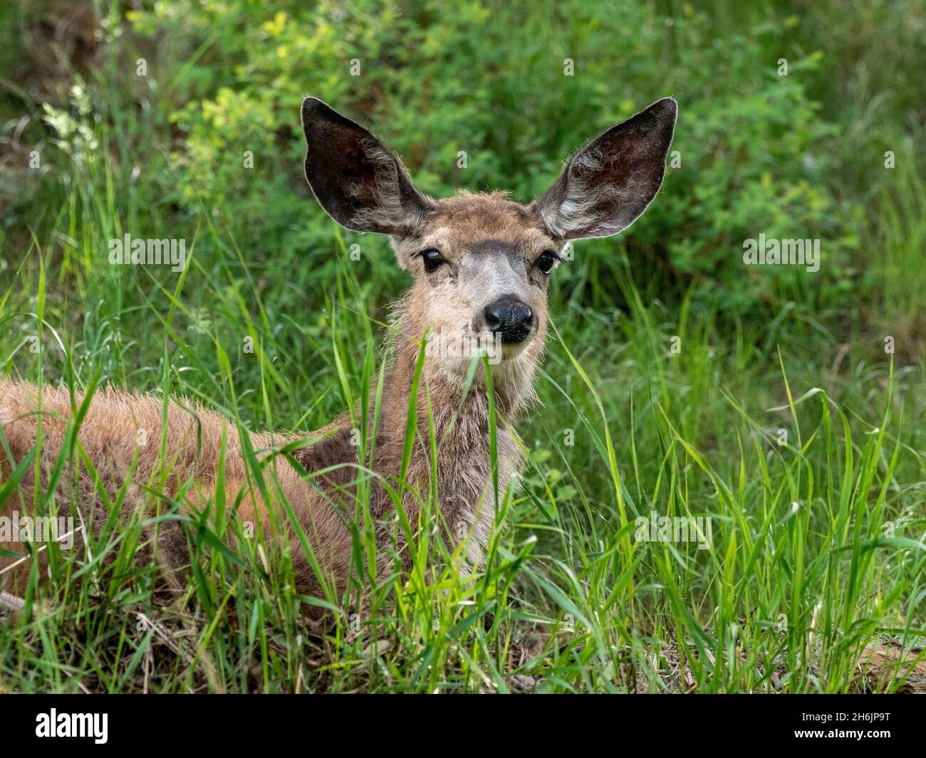 A young mule deer (Odocoileus hemionus) resting on a hillside in Yellowstone National Park, Wyoming, United States of America, North America Stock Photo
