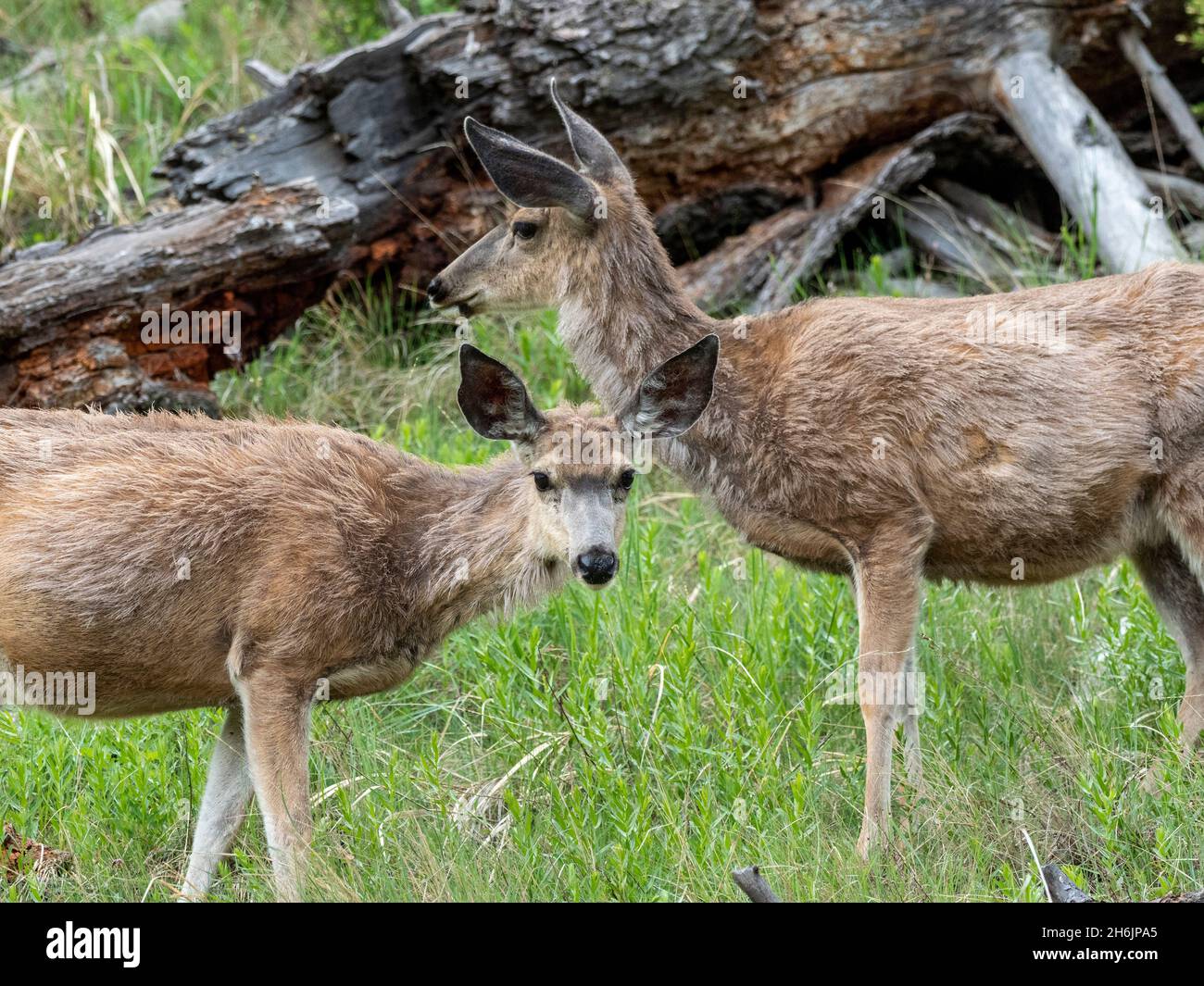 A pair of mule deer (Odocoileus hemionus) grazing on a hillside in Yellowstone National Park, Wyoming, United States of America, North America Stock Photo