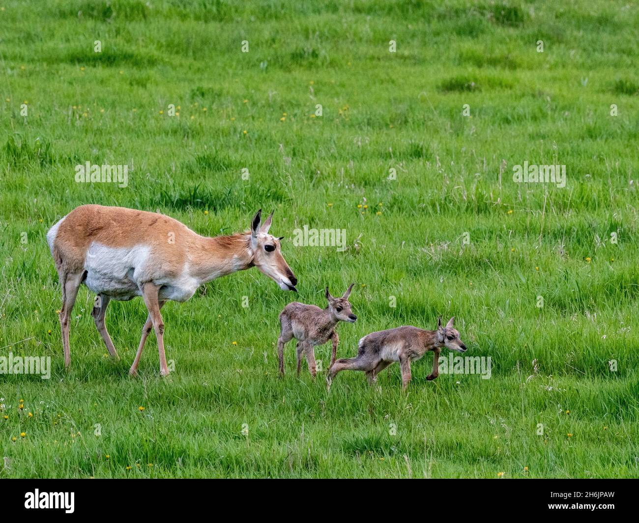 An adult pronghorn mother (Antilocapra americana, with newborn calves in Yellowstone National Park, Wyoming, United States of America, North America Stock Photo