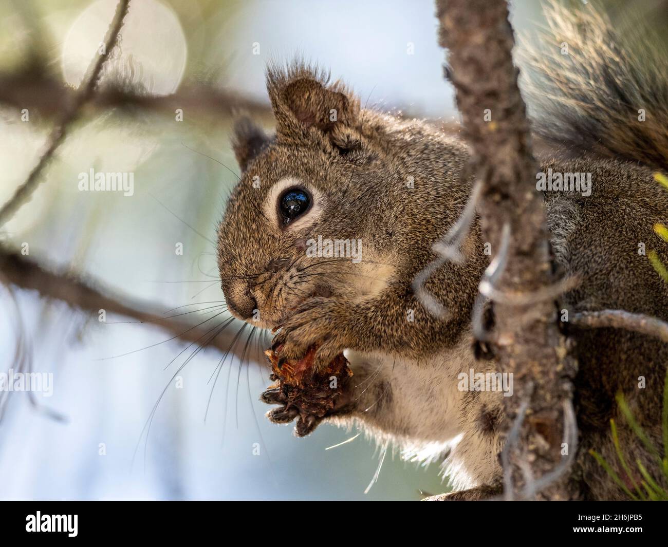 An adult American red squirrel (Tamiasciurus hudsonicus, in Yellowstone National Park, Wyoming, United States of America, North America Stock Photo