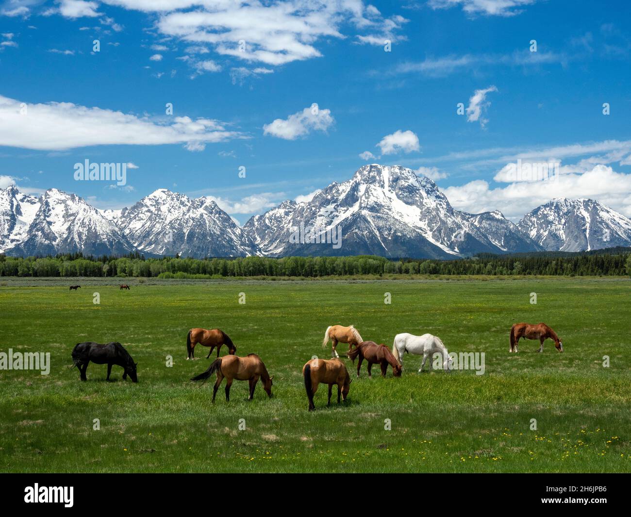 Adult horses (Equus ferus caballus, grazing at the foot of the Grand Teton Mountains, Wyoming, United States of America, North America Stock Photo