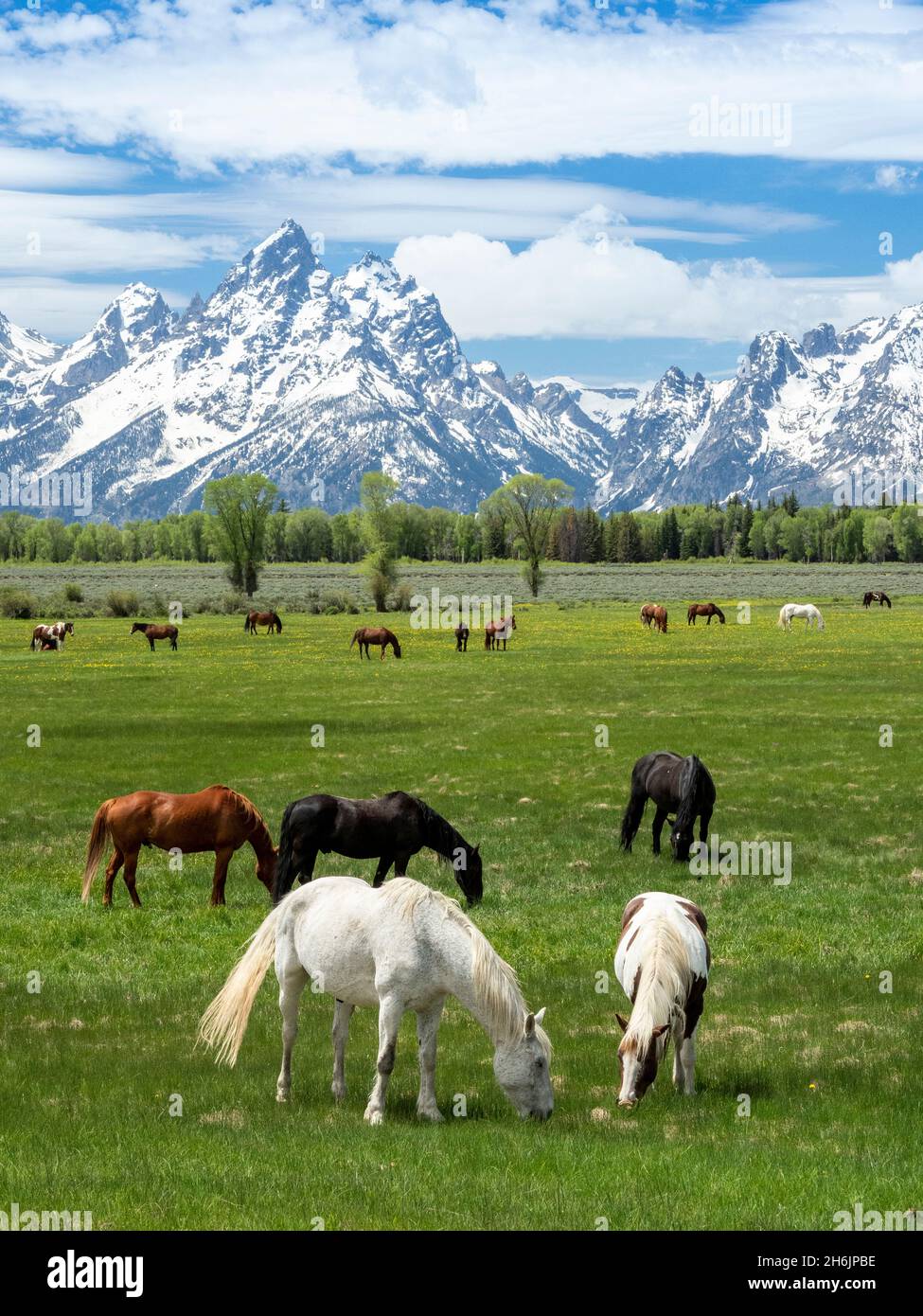 Adult horses (Equus ferus caballus) grazing at the foot of the Grand Teton Mountains, Wyoming, United States of America, North America Stock Photo