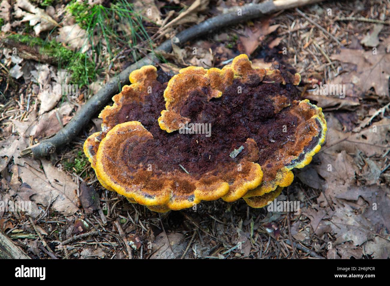Velvet-top fungus (Phaeolus schweinitzii) Stock Photo