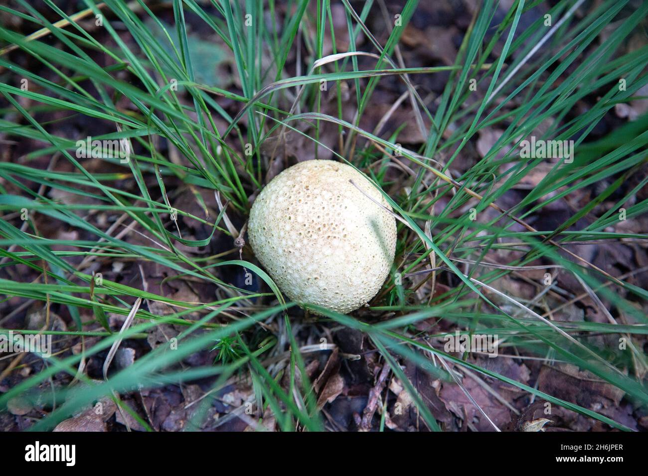 Fungus Common earthball (Scleroderma citrinum) in middle of tussock Stock Photo