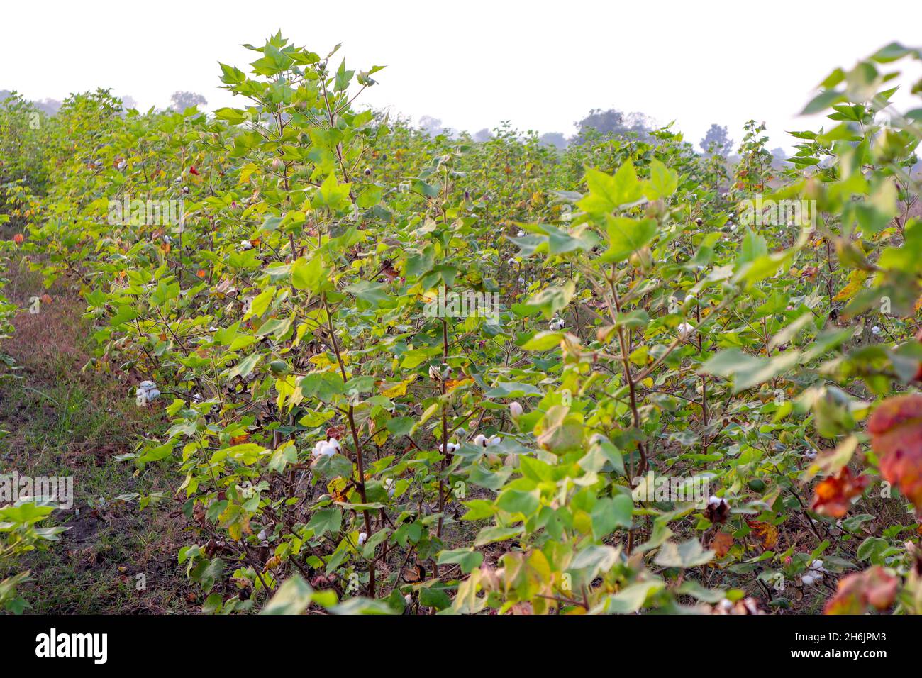 Cotton weaver india hi-res stock photography and images - Alamy