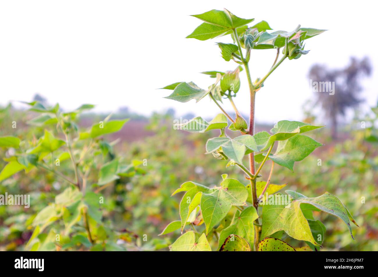 Cotton Tree With cotton For Medicine Stock Photo Alamy