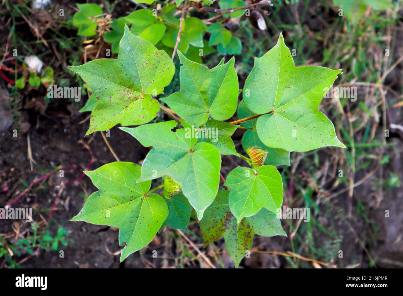 Cotton Tree With cotton For Medicine Stock Photo Alamy
