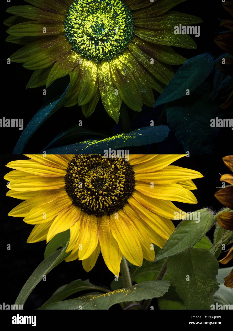Comparison of ultraviolet and daylight on a sunflower highlighting the different zonation and glowing areas of pollen not obvious under daylight Stock Photo