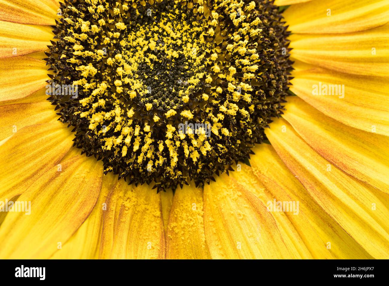 Comparison of ultraviolet and daylight on a sunflower highlighting the different zonation and glowing areas of pollen not obvious under daylight Stock Photo