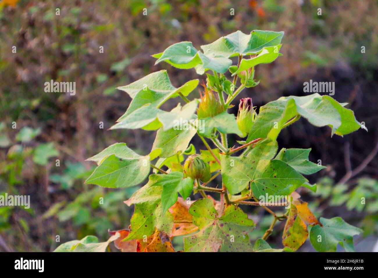 Cotton Tree With cotton For Medicine. Stock Photo