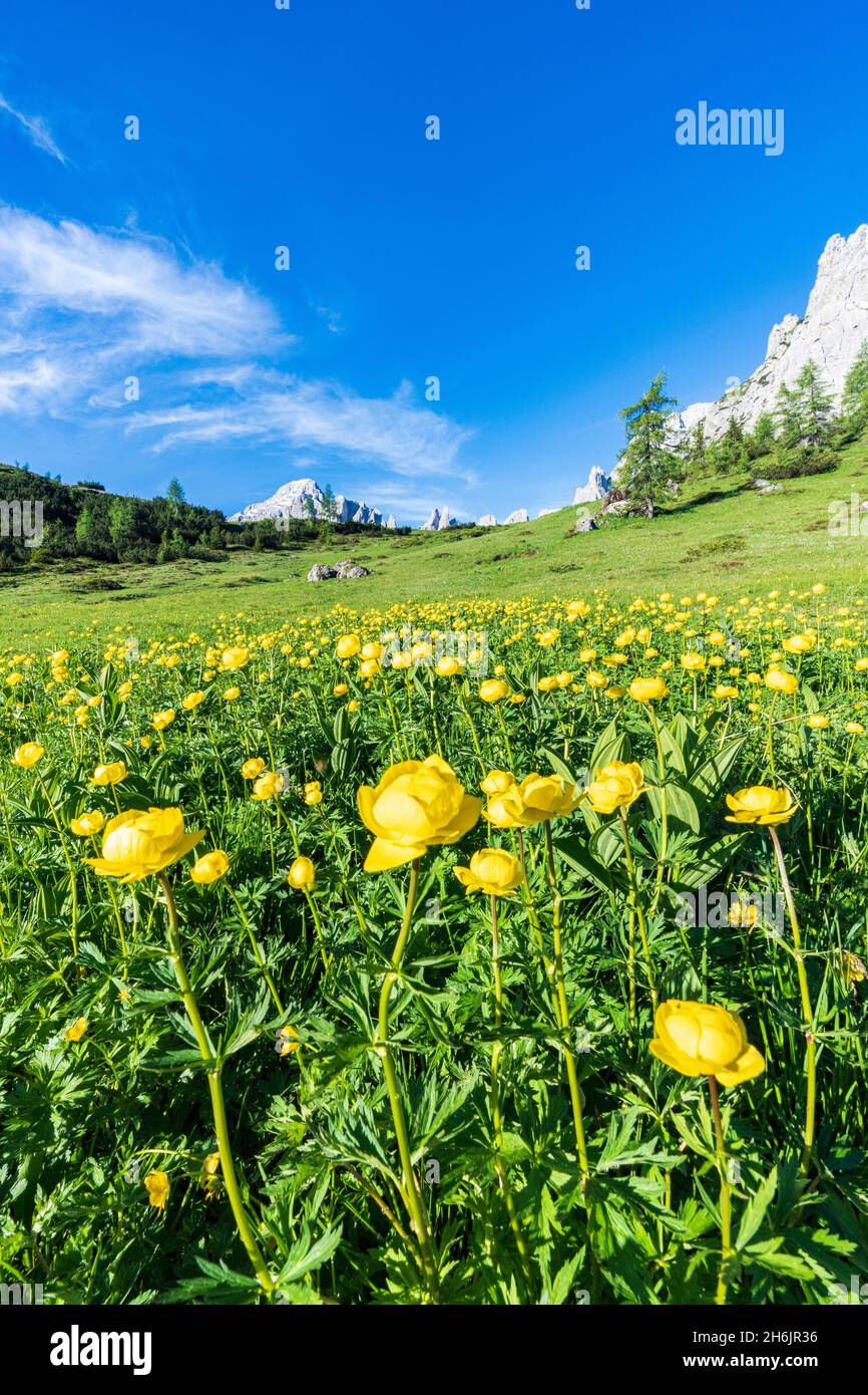 Globeflowers (Trollius europaeus) buttercup type flowers (Bottondoro) in the green meadows surrounding Cima dei Colesei peak, South Tyrol, Italy Stock Photo