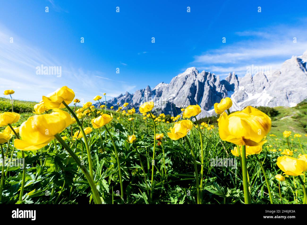Bottondoro (globeflowers) (Trollius europaeus) flowers in bloom framing Cima dei Colesei and Popera group mountains, Comelico, Dolomites, Italy Stock Photo