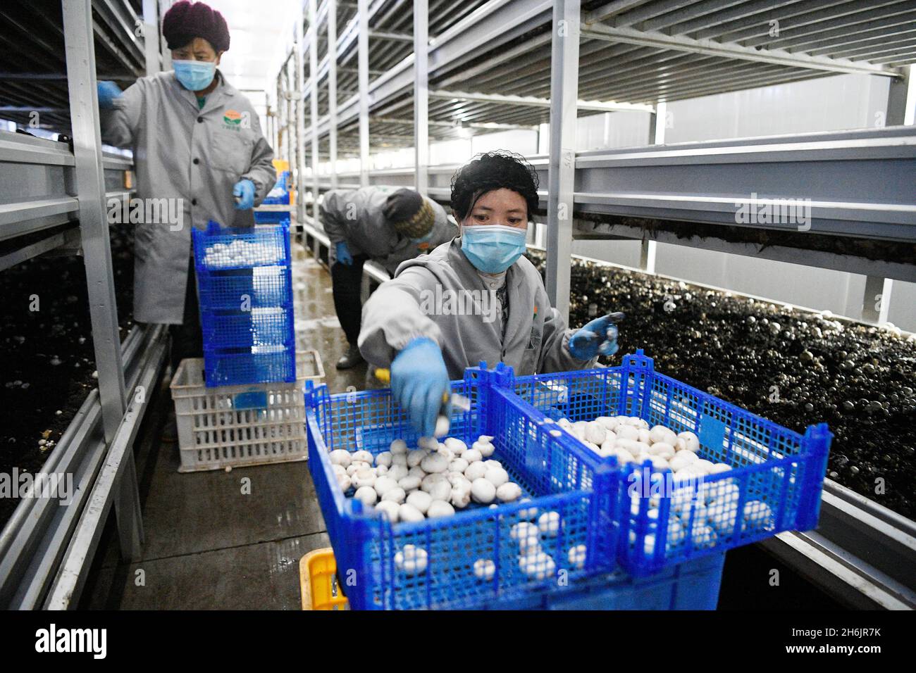 (211116) -- YINCHUAN, Nov. 16, 2021 (Xinhua) -- Farmers pick mushrooms at a planting base in Minning Town of Yinchuan, northwest China's Ningxia Hui Autonomous Region, March 18, 2020. (Xinhua/Wang Peng) Stock Photo