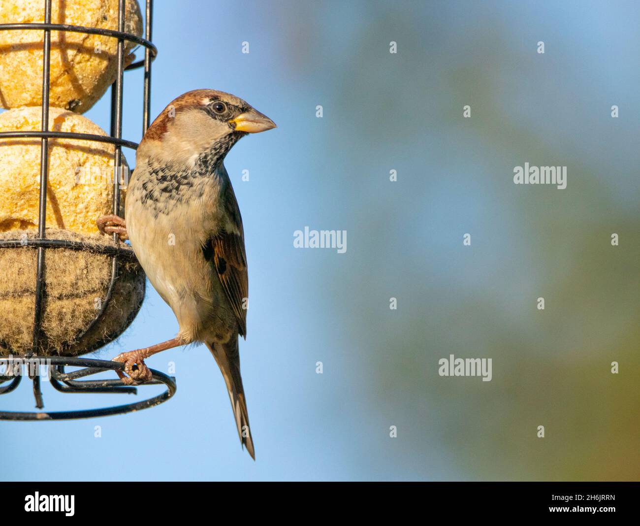 Passer Domesticus, House Sparrow, perched over a British Garden November 2021 Stock Photo
