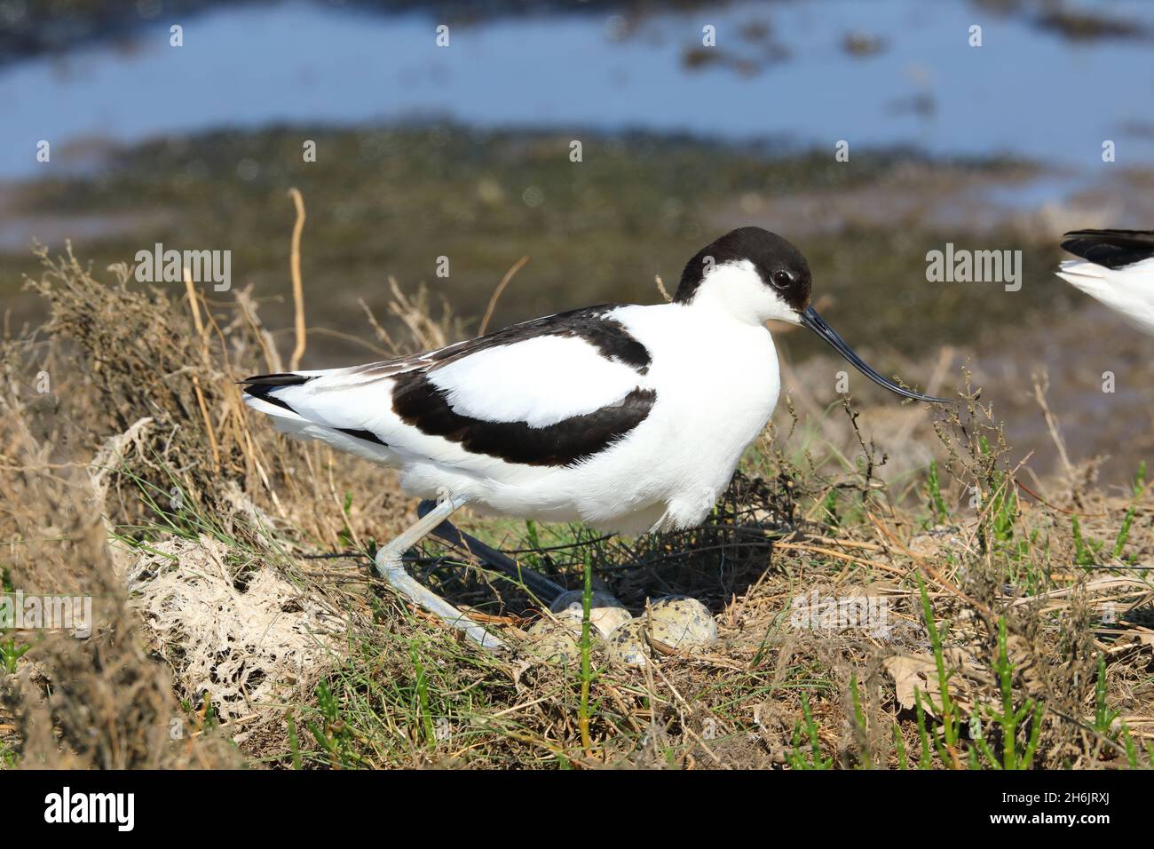Avocet On Nest With Eggs Stock Photo Alamy avocet-on-nest-with-eggs-stock-photo-alamy