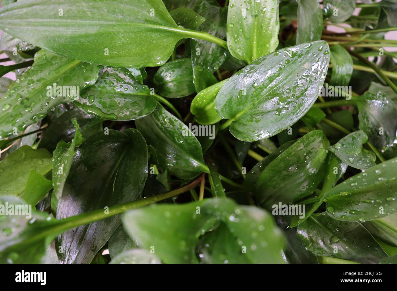 Close up of green leaves of a plant (Drimiopsis maculata, Little white soldiers, African hosta) after being watered. Stock Photo