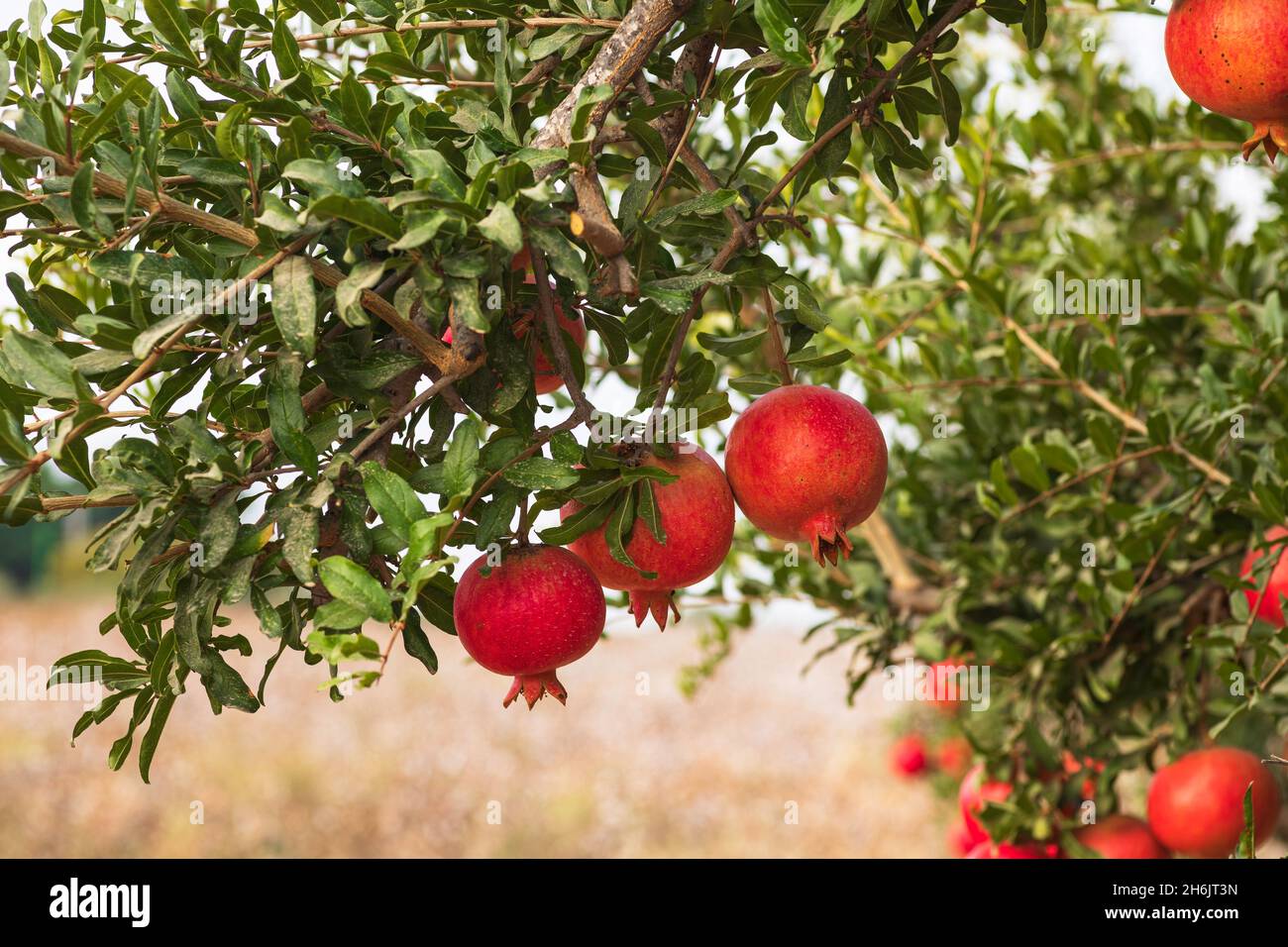 Ripe fruits of pomegranate tree closeup hanging on branches. Israel Stock Photo