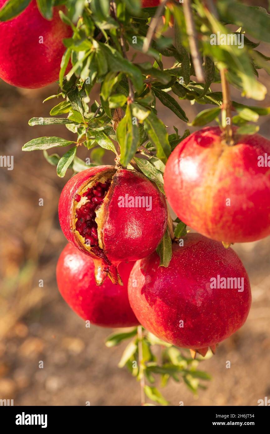 Open pomegranates with seeds hi-res stock photography and images - Alamy