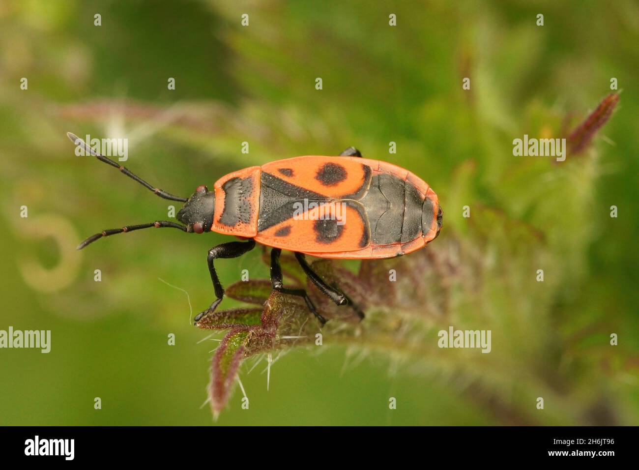 Shieldbug photograph hi-res stock photography and images - Alamy