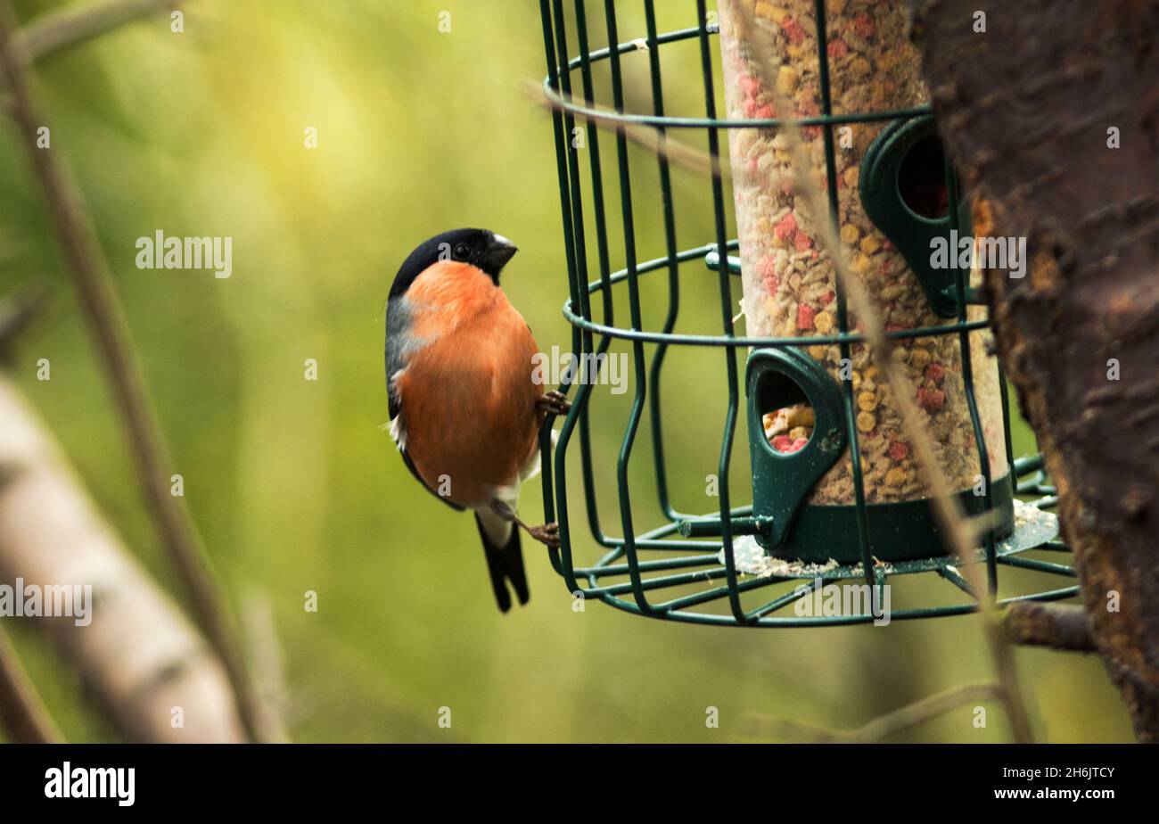 Bullfinch are beautiful finches that have learnt to take advantage of bird feeding stations put up by many people. Normally shy and secretive Stock Photo