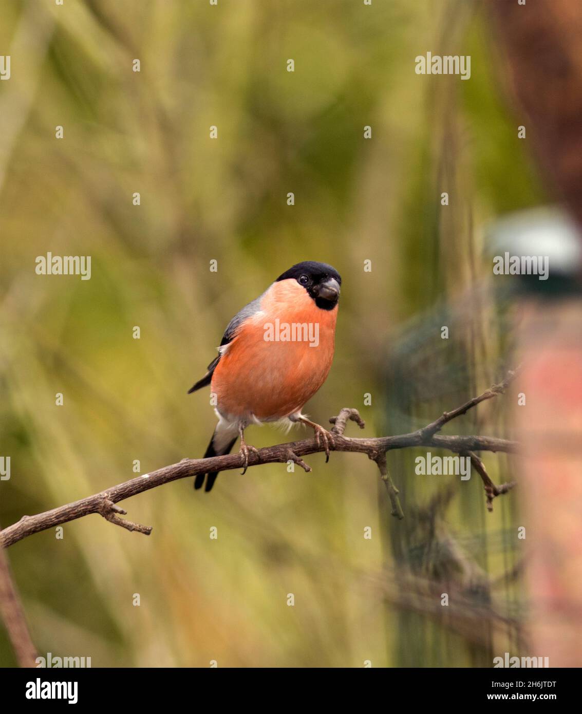 Fructivore High Resolution Stock Photography And Images Alamy