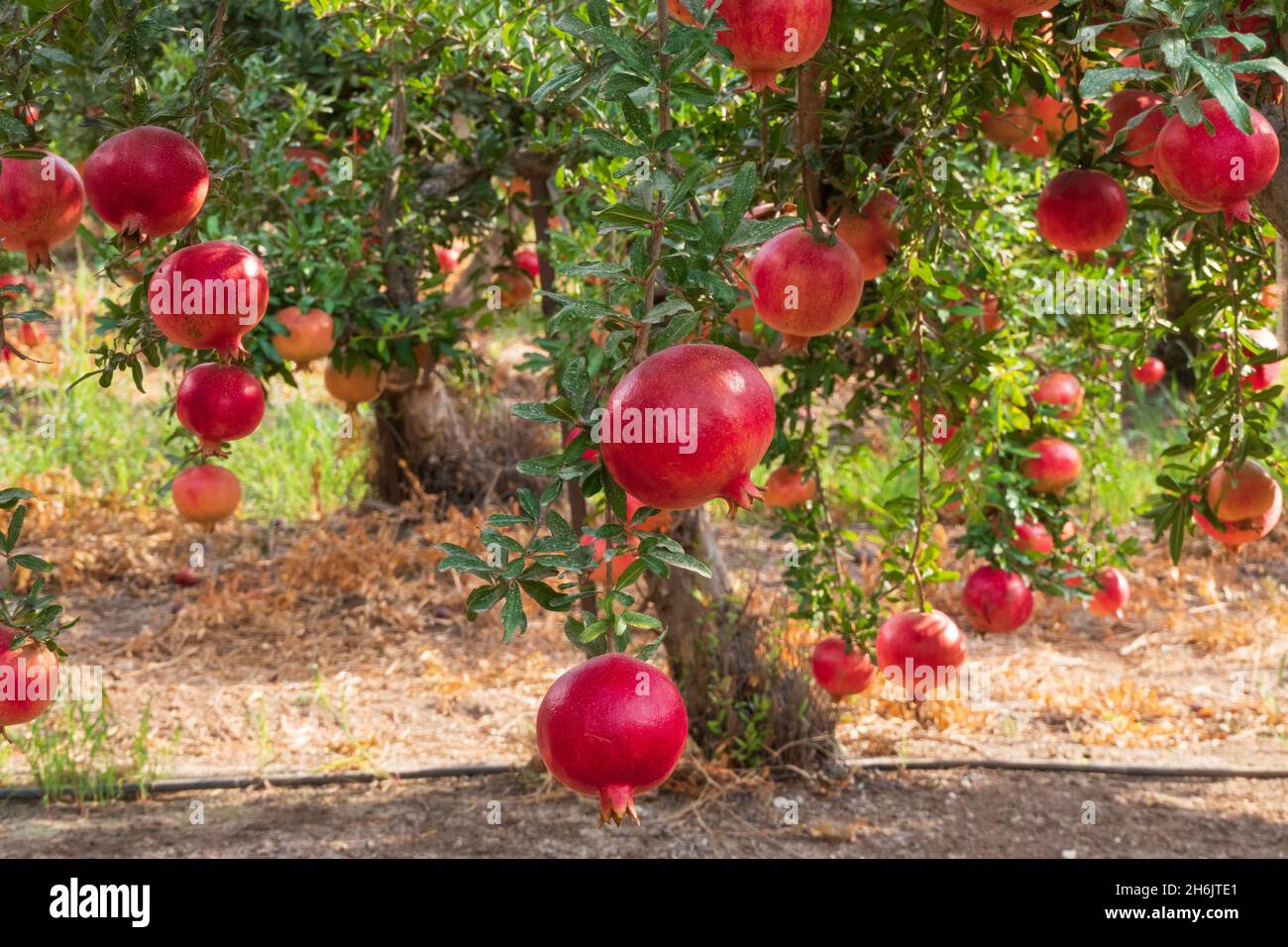 View of the orchard with pomegranate trees with unripe pomegranates on the branches. Selective focus. Stock Photo