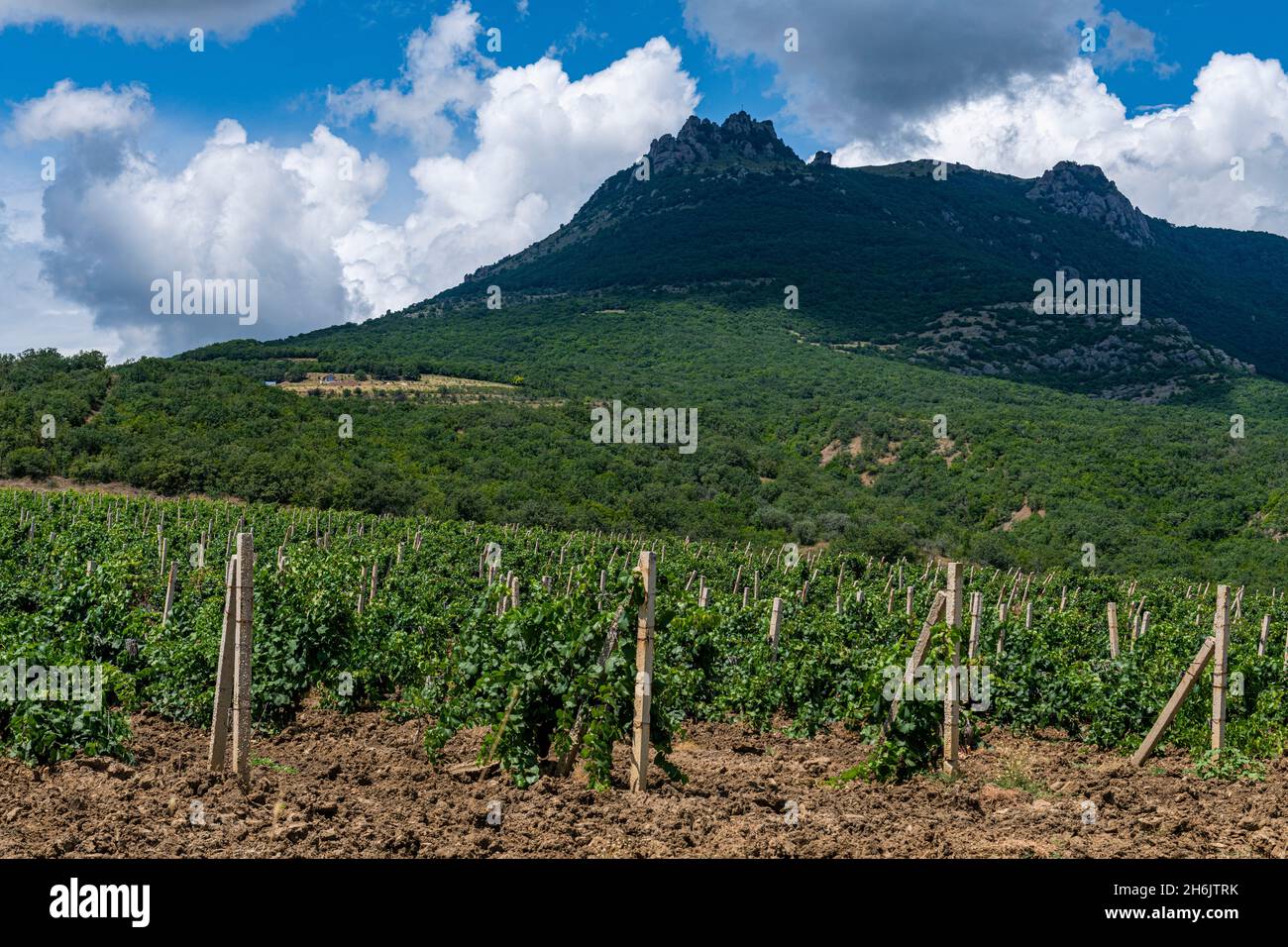 Vineyards near Sudak, Crimea, Russia, Europe Stock Photo