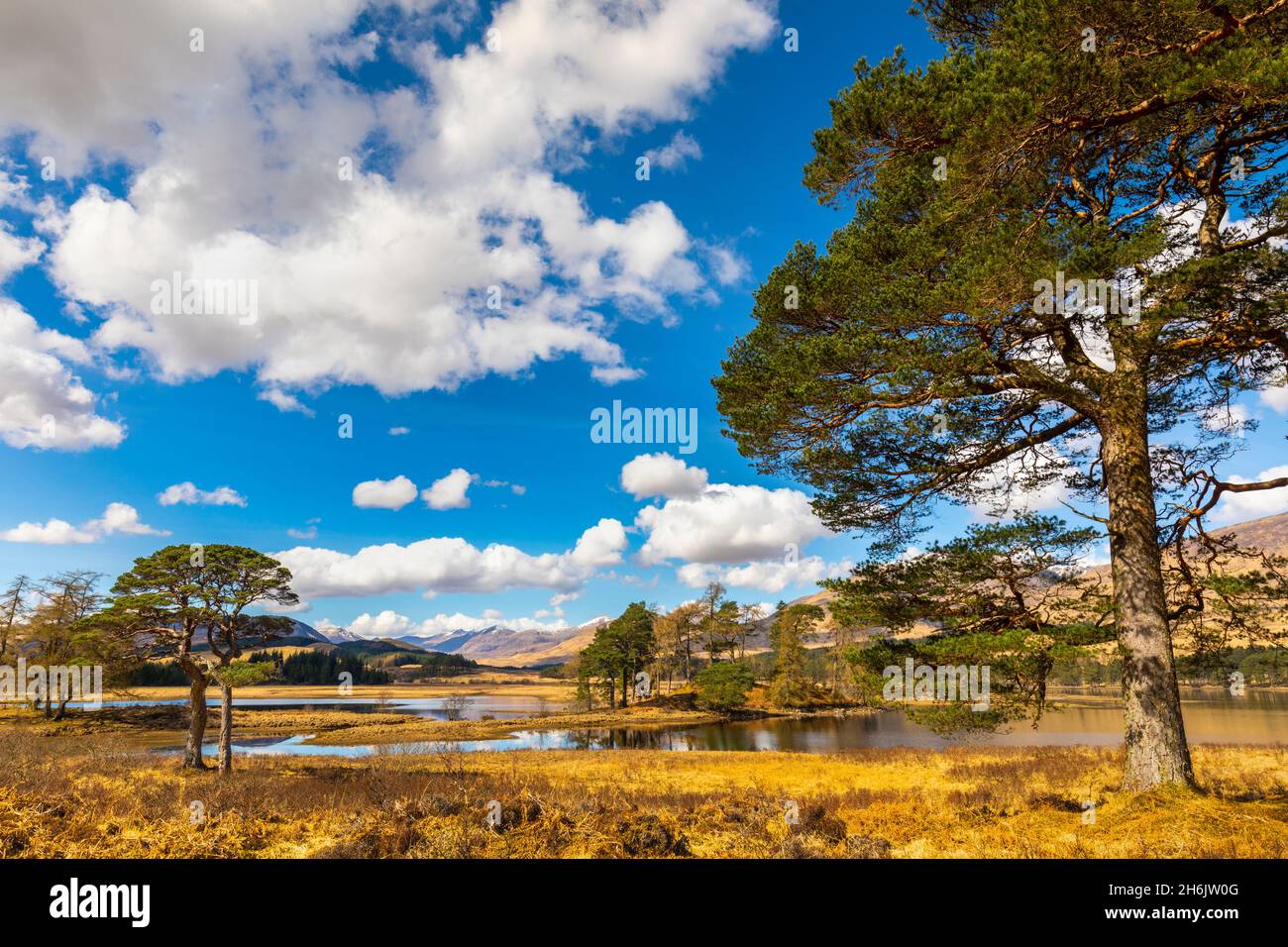 Scots Pine trees on the shores of Loch Tulla, Argyll and Bute, Scottish Highlands, Scotland, United Kingdom, Europe Stock Photo