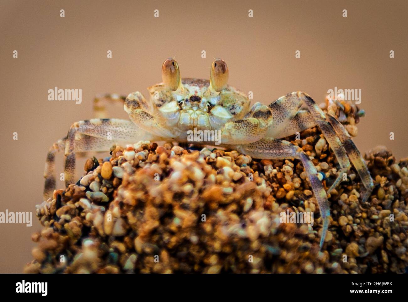 A macro close-up of a small beach crab in Hawaii, United States of America, Pacific Stock Photo